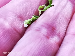 Valeriana clematitis