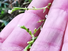 Valeriana clematitis
