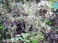 Valeriana clematitis