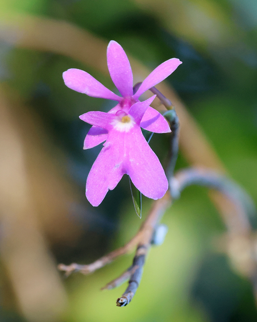 Epidendrum centropetalum Rchb.f. 2
