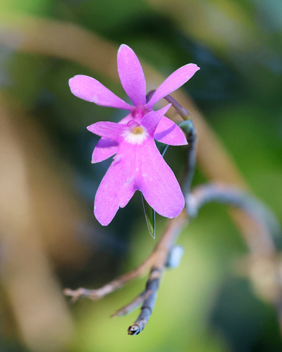 Epidendrum centropetalum, photograph 2