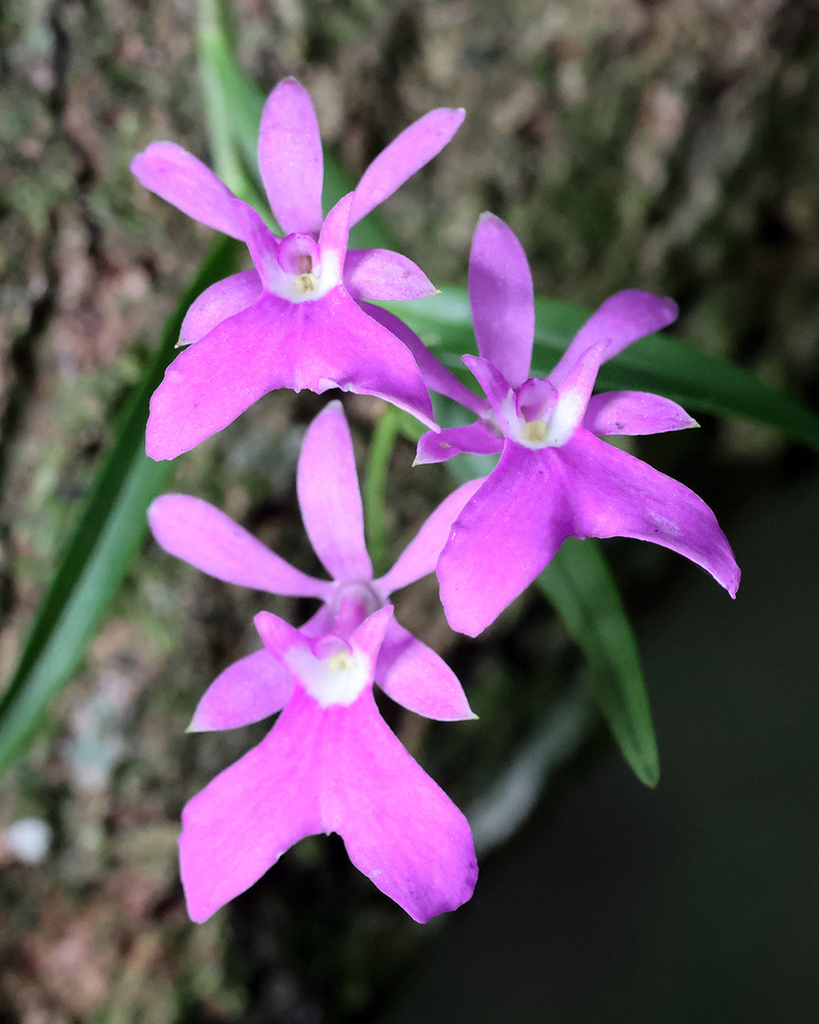 Epidendrum centropetalum Rchb.f.