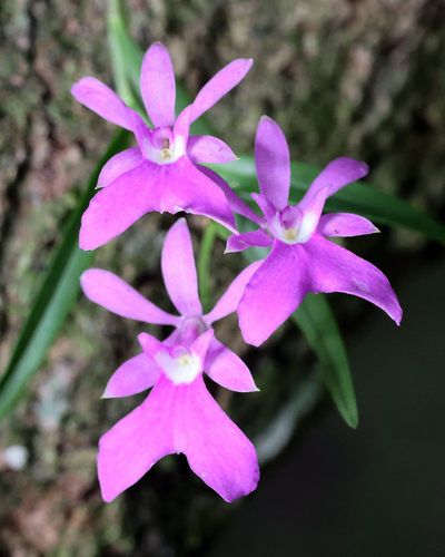 spur-like gland epidendrum (Epidendrum centropetalum)