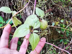 Valeriana clematitis