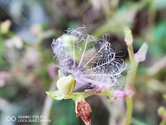 Valeriana clematitis
