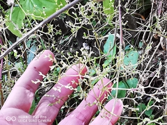 Valeriana clematitis