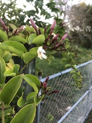 Jasminum dichotomum
