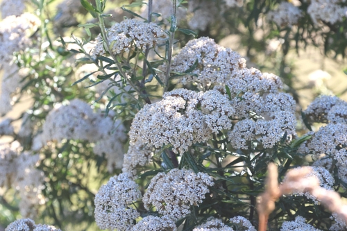 Ozothamnus ferrugineus, photograph 6