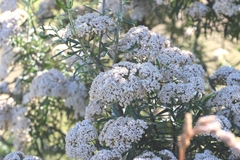 Ozothamnus ferrugineus, photograph (c) Luke Lythgoe, some rights reserved (CC BY)
