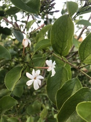Jasminum dichotomum