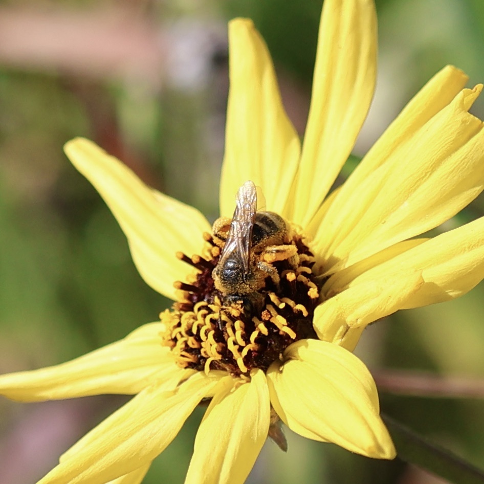 vsevolod-nv/aiconf-butterfly-detection-goldenset-extended · Datasets at ...