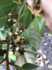 Colubrina arborescens