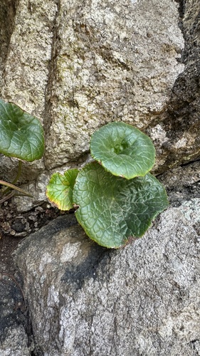 Begonia socotrana