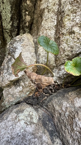 Begonia socotrana, photograph 2