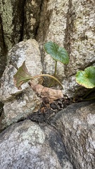Begonia socotrana, photograph (c) Павлик Лисицын, some rights reserved (CC BY)