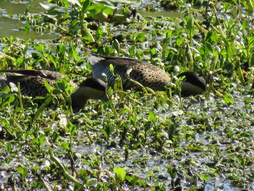 Silver Teal (Spatula versicolor), photo 9