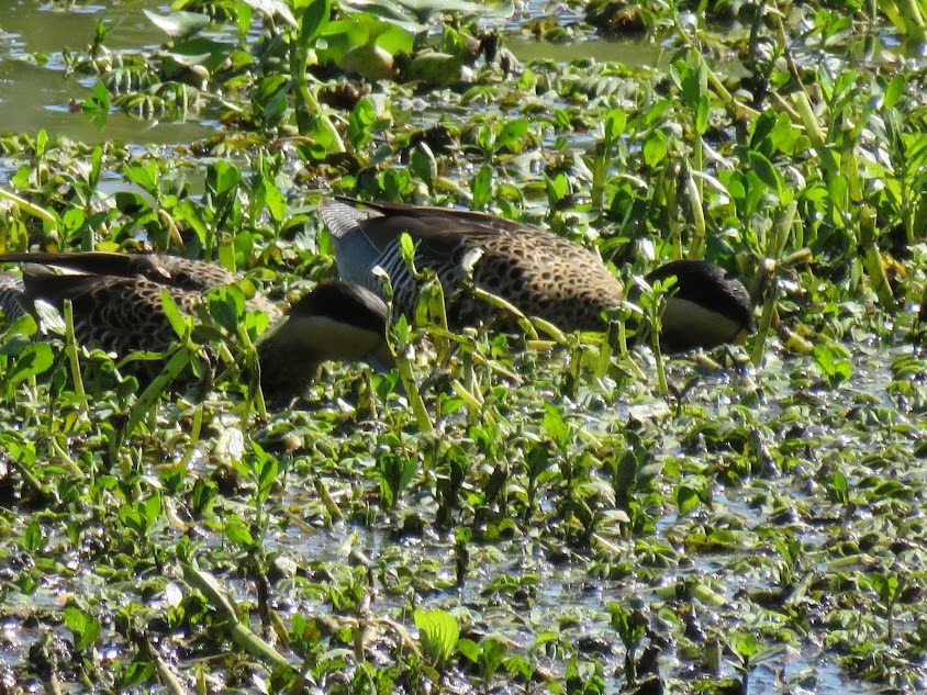 Silver Teal (Spatula versicolor), photo 9