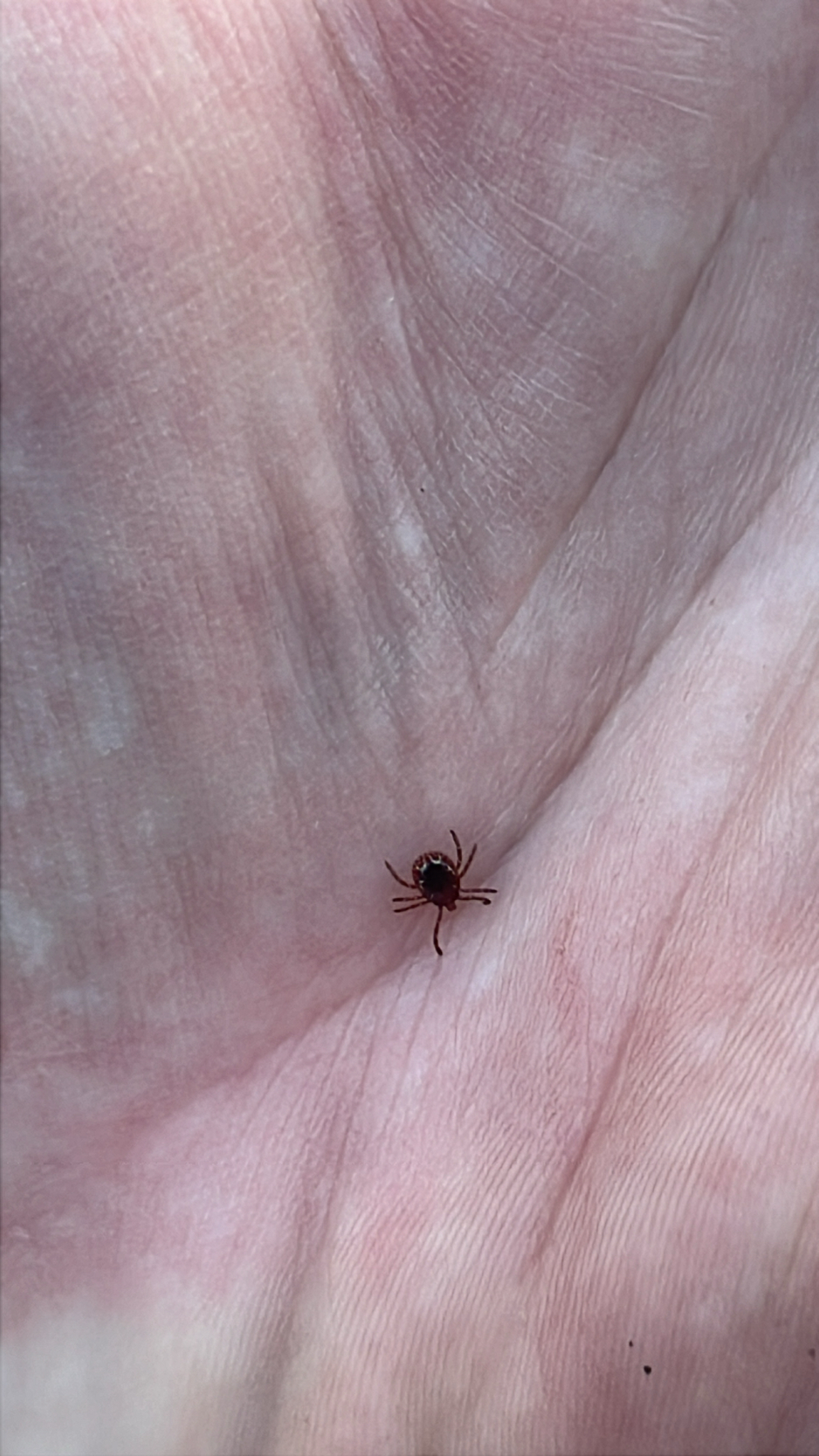 Amblyomma americanum Linnaeus, 1758