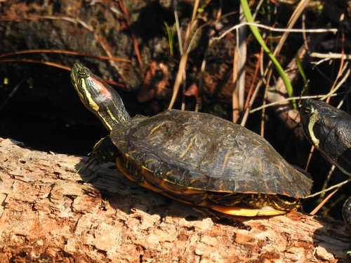 Testuggine palustre americana