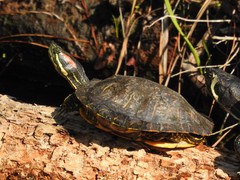 Pond Slider photo 3