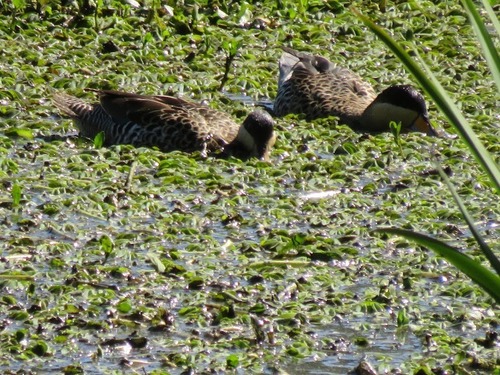 Silver Teal (Spatula versicolor), photo 10
