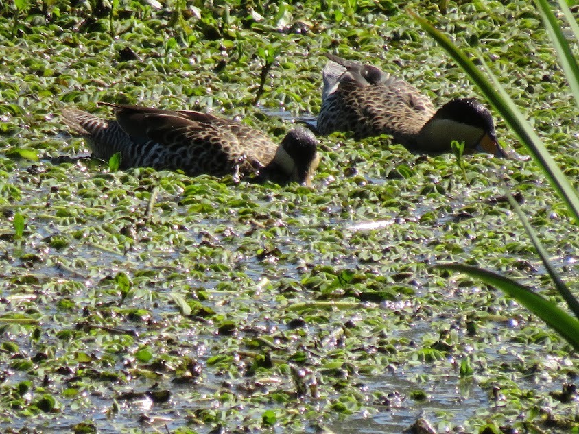 Silver Teal (Spatula versicolor), photo 10