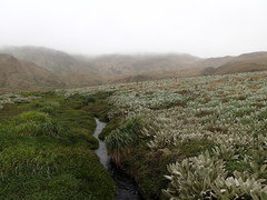 Pleurophyllum hookeri