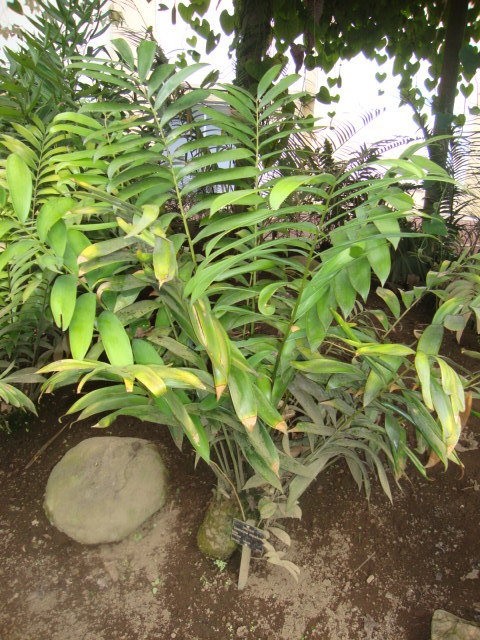 Ceratozamia miqueliana