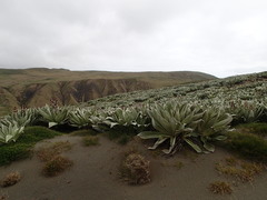 Pleurophyllum hookeri