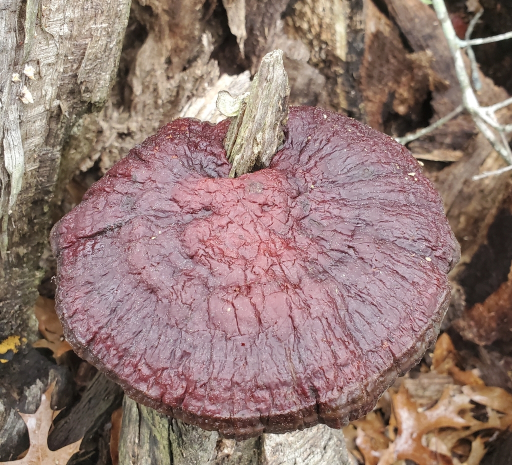 Ganoderma sessile · March 2026 · photo: © hr_dragonfly (iNaturalist, cc-by-nc)