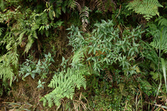 Eupatorium chinense tozanense