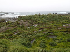 Poa foliosa