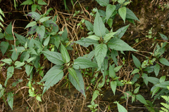 Eupatorium chinense tozanense