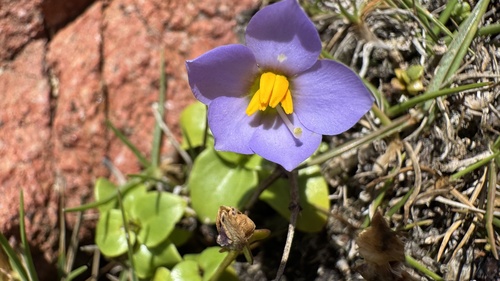 Persian Violet (Exacum affine)