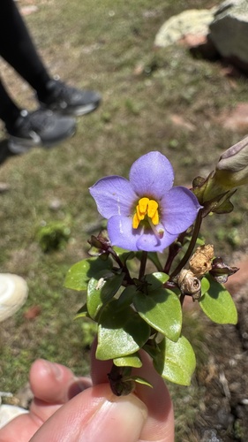 Exacum affine, photograph 1