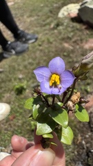 Exacum affine, photograph (c) Павлик Лисицын, some rights reserved (CC BY)