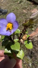 Exacum affine, photograph (c) Павлик Лисицын, some rights reserved (CC BY)