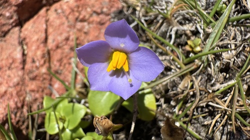 Exacum affine, photograph 3
