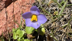 Exacum affine, photograph (c) Павлик Лисицын, some rights reserved (CC BY)