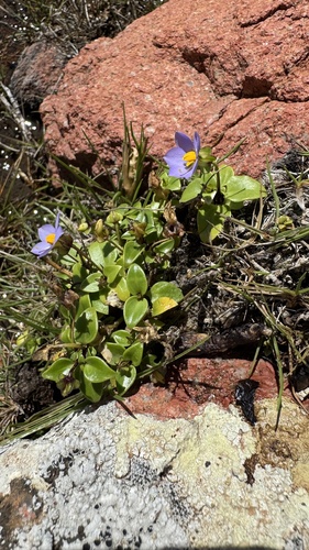 Exacum affine, photograph 4