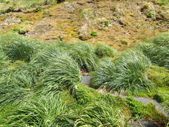 Poa foliosa