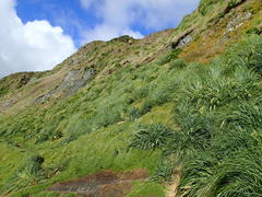 Poa foliosa