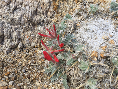 Astragalus coccineus