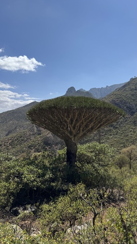 dragon blood tree (Dracaena cinnabari)