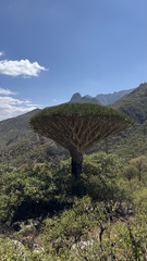 Dracaena cinnabari