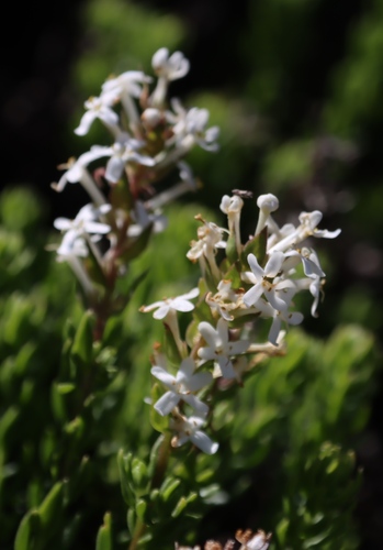 Microdon parviflorus (Microdon parviflorus)