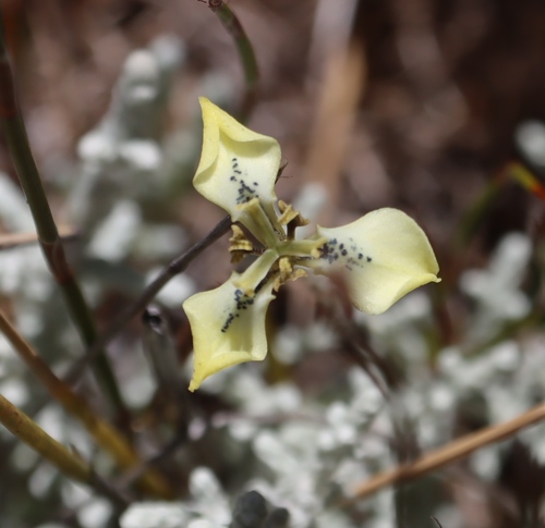 White Uintjie (Moraea unguiculata)