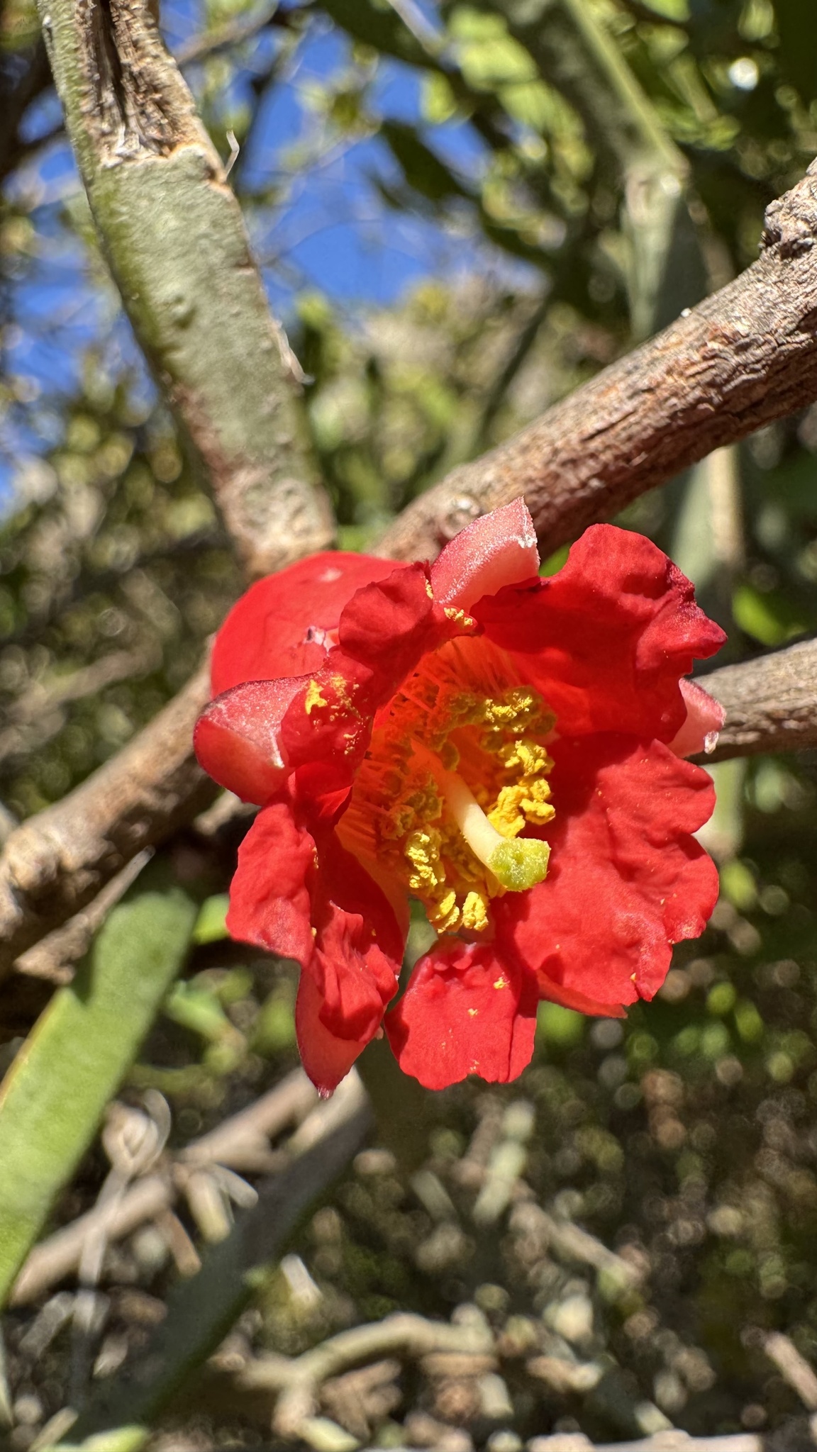 Socotran Pomegranate (Punica protopunica)