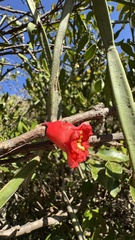 Punica protopunica, photograph (c) Павлик Лисицын, some rights reserved (CC BY)