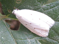 Scythropiodes approximans
